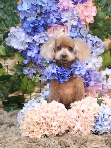 20250624メリーちゃん